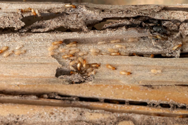 Best Ant Control Services  in Conyers, GA