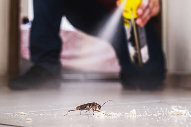 Spider Control Near Me in Conyers, GA
